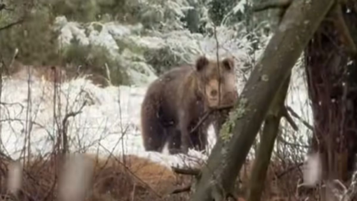  Niedźwiedź wybudził się z zimowego snu 