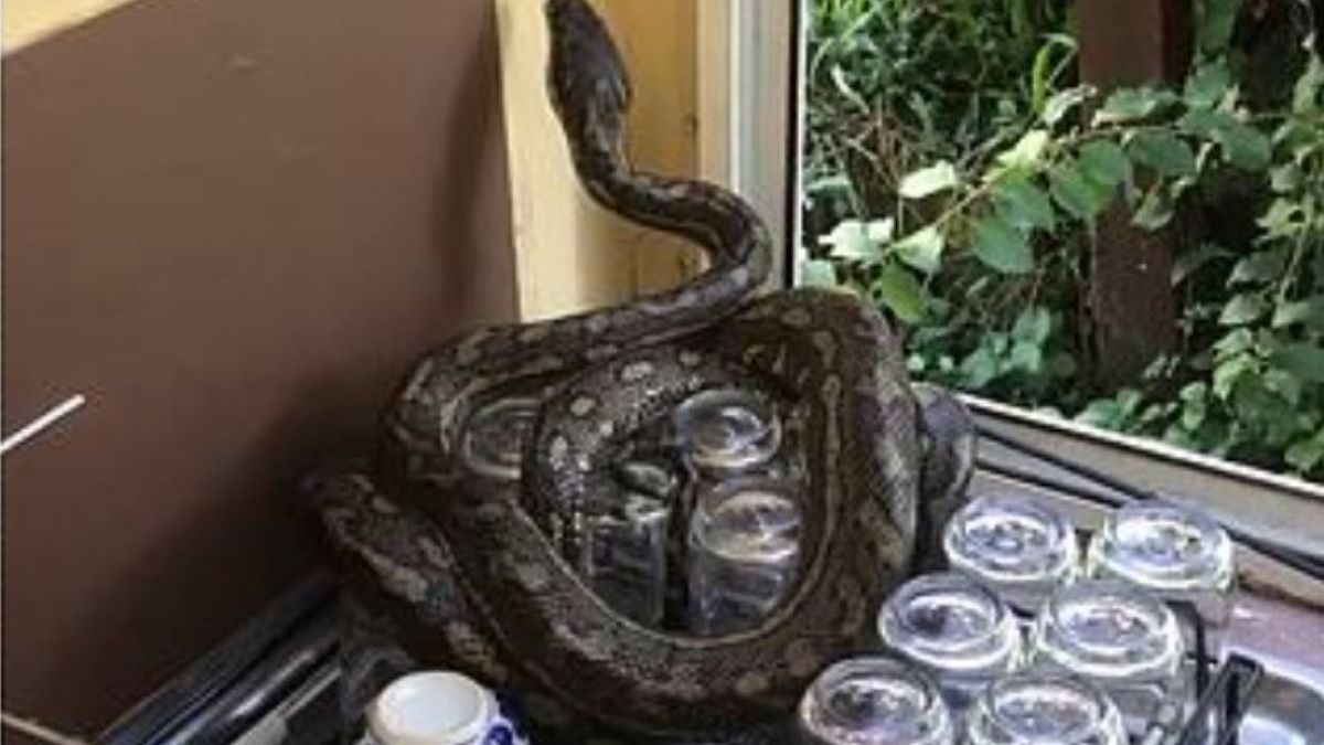Węże terroryzują mieszkańców Australii 