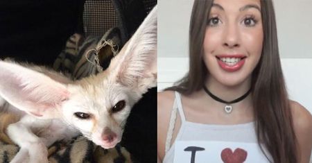 Youtuberka skazała lisa na... dietę wegańską. Zwierzak OŚLEPŁ. Internauci: "Ty su*o, daj temu lisowi mięso!"