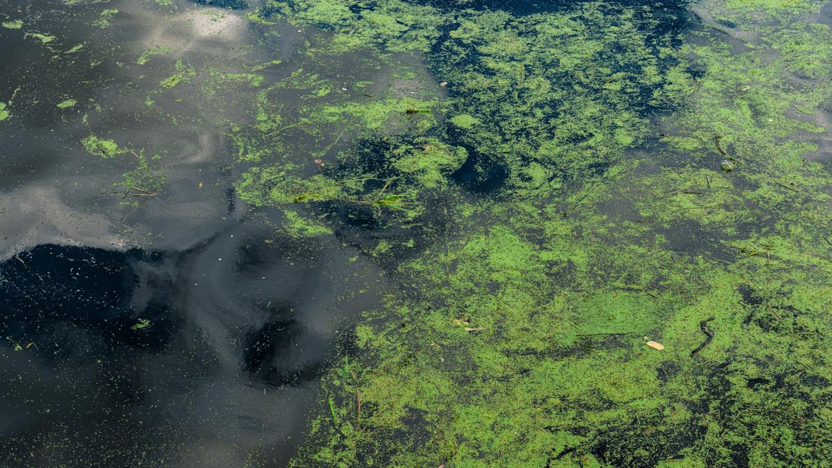 Sinice atakują latem. Jak je rozpoznać i kiedy unikać kąpieli?