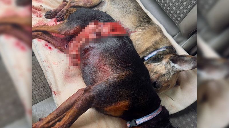 Agresywny owczarek niemiecki zagryzł dwa psy