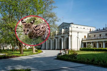 Groźne zwierzę uciekło z hodowli. Policja ostrzega mieszkańców i turystów