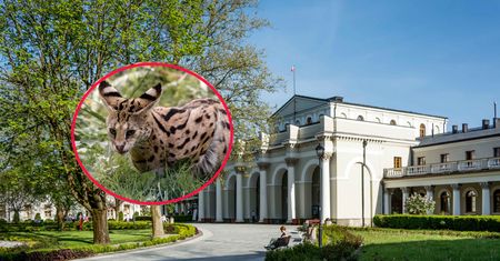 Groźne zwierzę uciekło z hodowli. Policja ostrzega mieszkańców i turystów