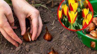 Kiedy sadzić tulipany do gruntu? Ten termin jest najlepszy