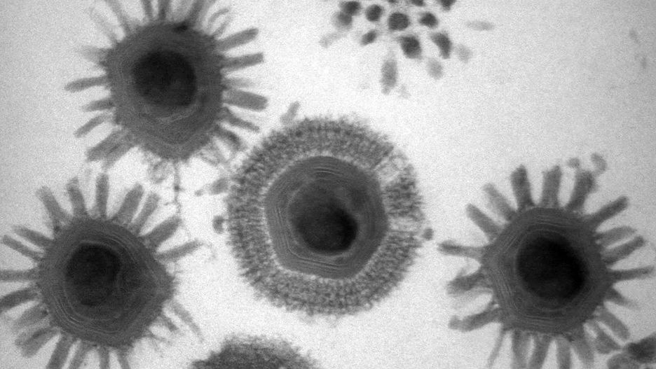 Mimivirus, jako przykład gigantycznego wirusa.