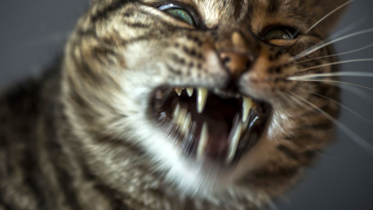 Rozsierdzony kot opanował mieszkanie i zmusił lokatorów do ewakuacji