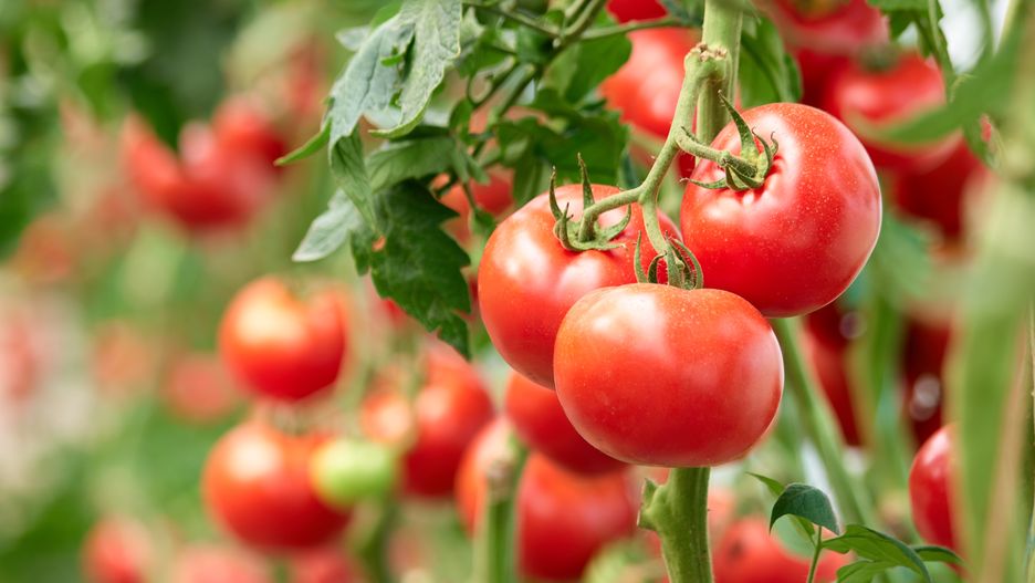 Three ripe tomatoes on green branch.
Three ripe tomatoes on green branch. Home grown tomato vegetables growing on vine in greenhouse. Autumn vegetable harvest on organic farm.
tomato, vegetable, garden, agriculture, food, harvest, plant, crop, vitamin, greenhouse, red, ripe, healthy, fresh, green, farm, growth, organic, natural, nature, leaf, vegetarian, bunch, summer, growing, tasty, branch, bush, closeup, gardening, grow, juicy, background, cultivated, agricultural, farming, produce, field, freshness, raw, round, salad, diet, home, planting, harvesting, vine, autumn, business, three