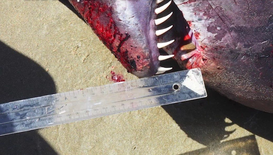Zaskakujące odkrycie na plaży. Rzadki ssak z zębami jak sztylety [Zobacz zdjęcie]
