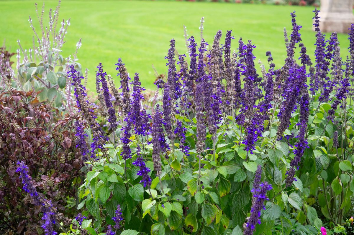 Lavender often appears in home gardens.