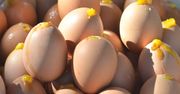 Jajka na twardo – jak gotować, by skorupka nie pękła?