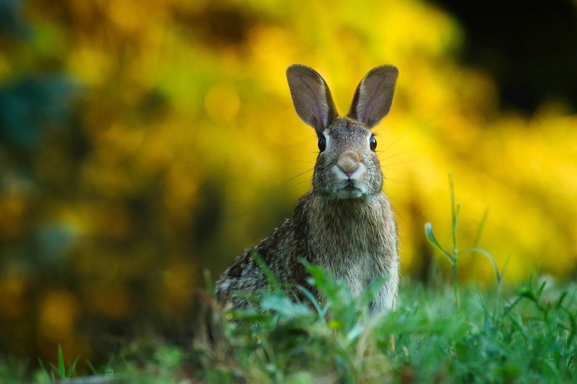 Nie ma tam innych zwierząt, ani ludzi. Oto królicza wyspa Ōkunoshima 1