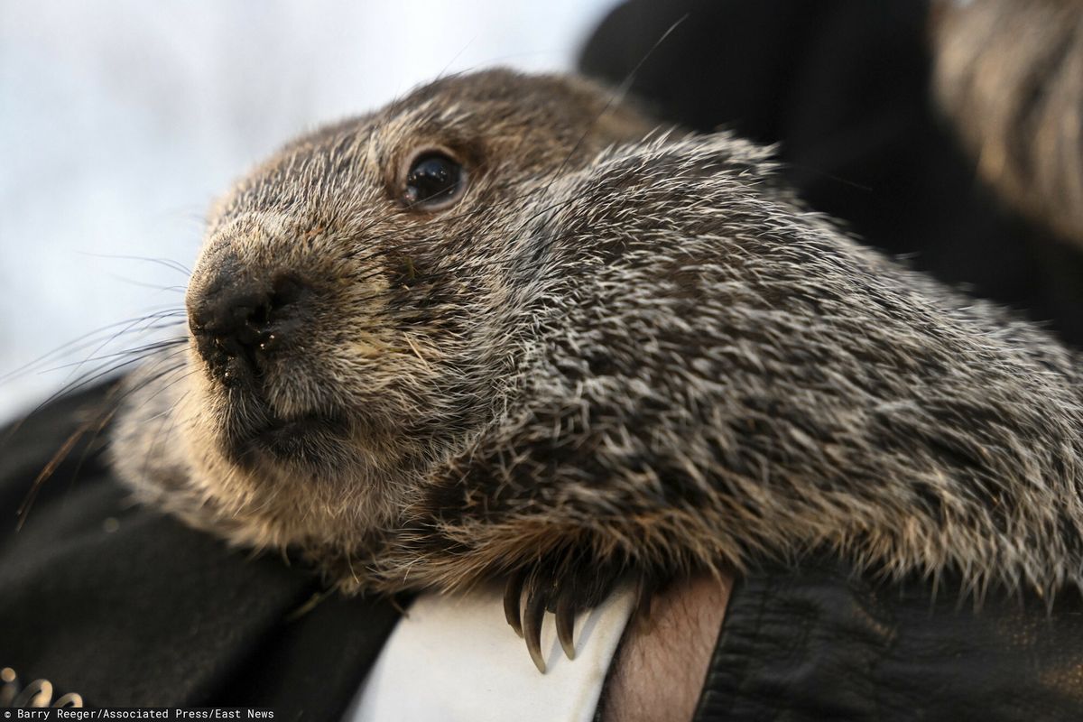 Dzień świstaka 2024. Phil z Punxsutawney wskazał, kiedy koniec zimy