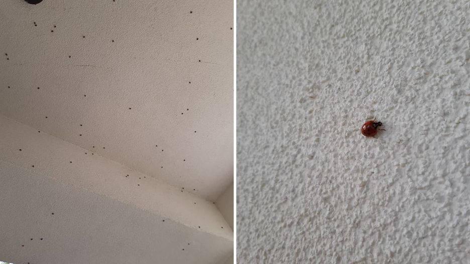 Biedronki azjatyckie nachodzą domy głównie w październiku.
