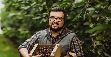 260 zł za czereśnie. Producent owoców nie gryzie się w język. "Produkt luksusowy"