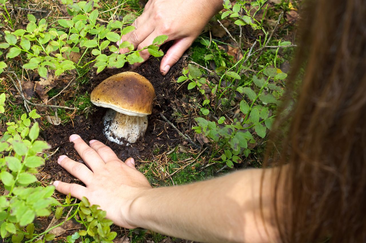 Pow. słupski: Wyruszasz na grzyby? Nie zapomnij, którędy wiedzie droga do domu