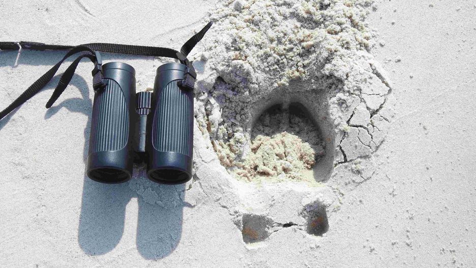 Niecodzienny widok nad Bałtykiem. Na plaży spotkali łosie