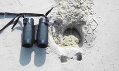 Grasują po plażach. Nieoczekiwany gość nad Bałtykiem