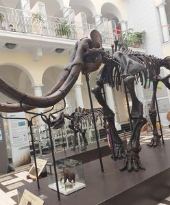 Warszawa. Piękne imię dla mamuta to… Konkurs dla sympatyków eksponatu z Muzeum Geologicznego
