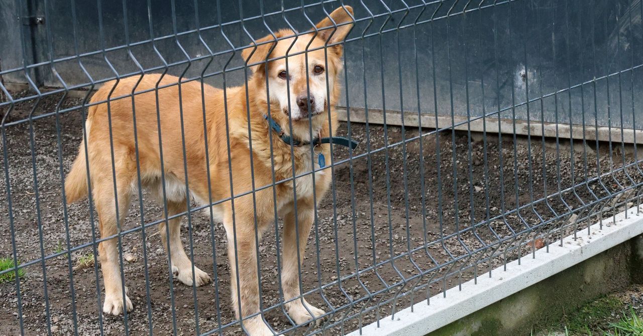 Szczecinek: Rusza darmowe czipowanie i sterylizacja zwierząt