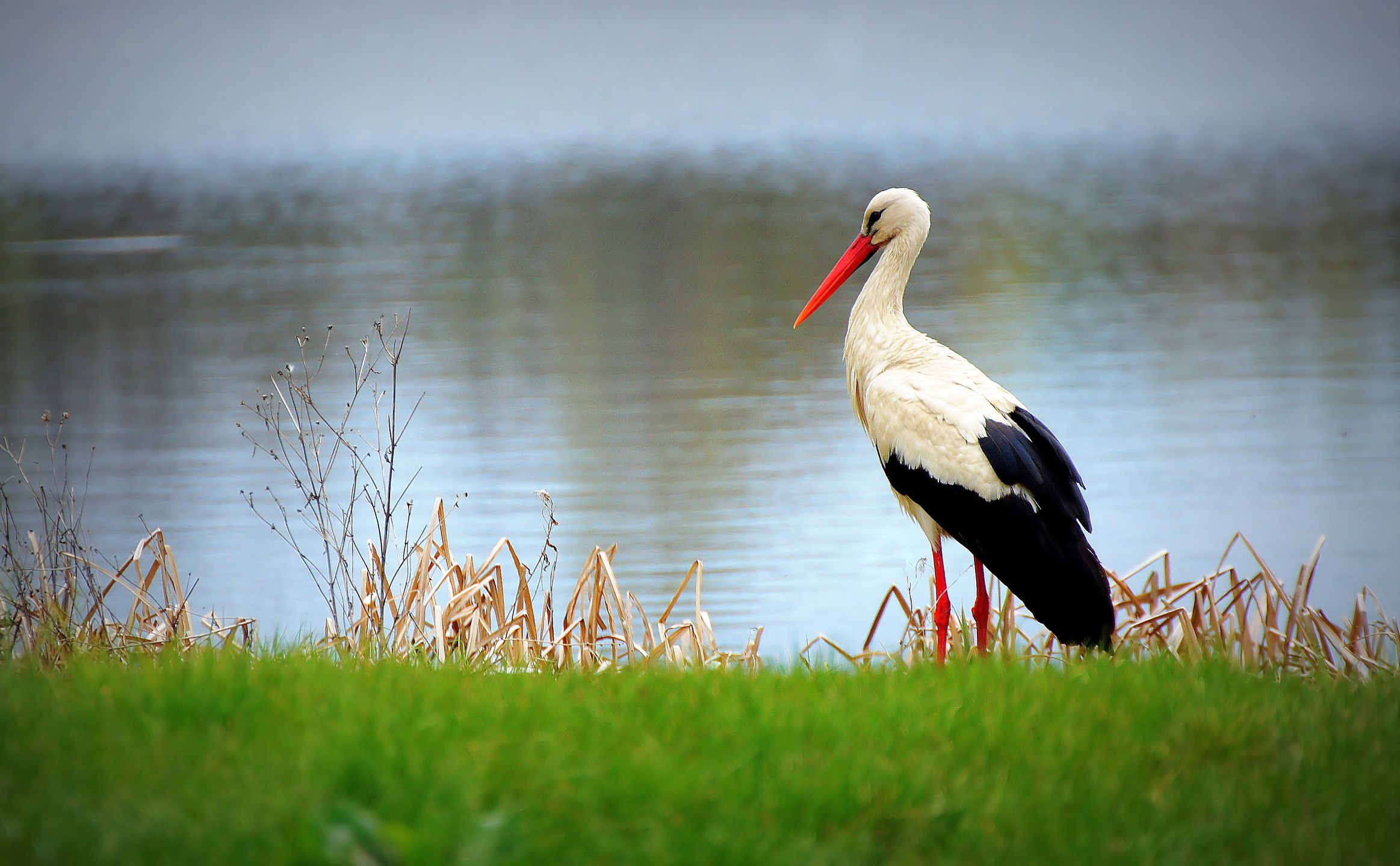 Picasa
ptactwo, bocian, zwierzak, wiosna, dzika natura
