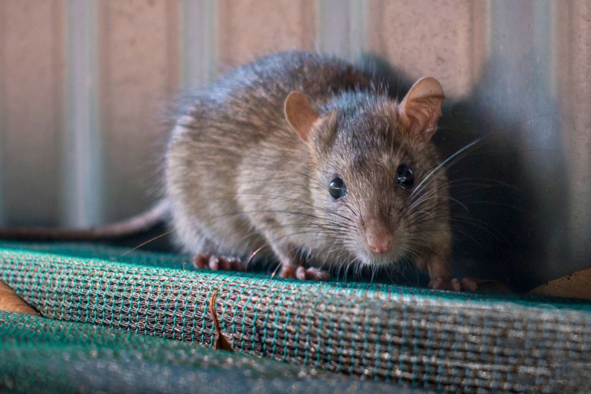 Rats taking selfies for fun highlights the addictive nature of social media, scientist suggests