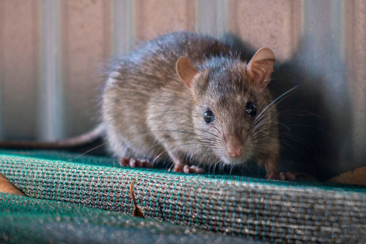 Rat surprised by the sight of a human