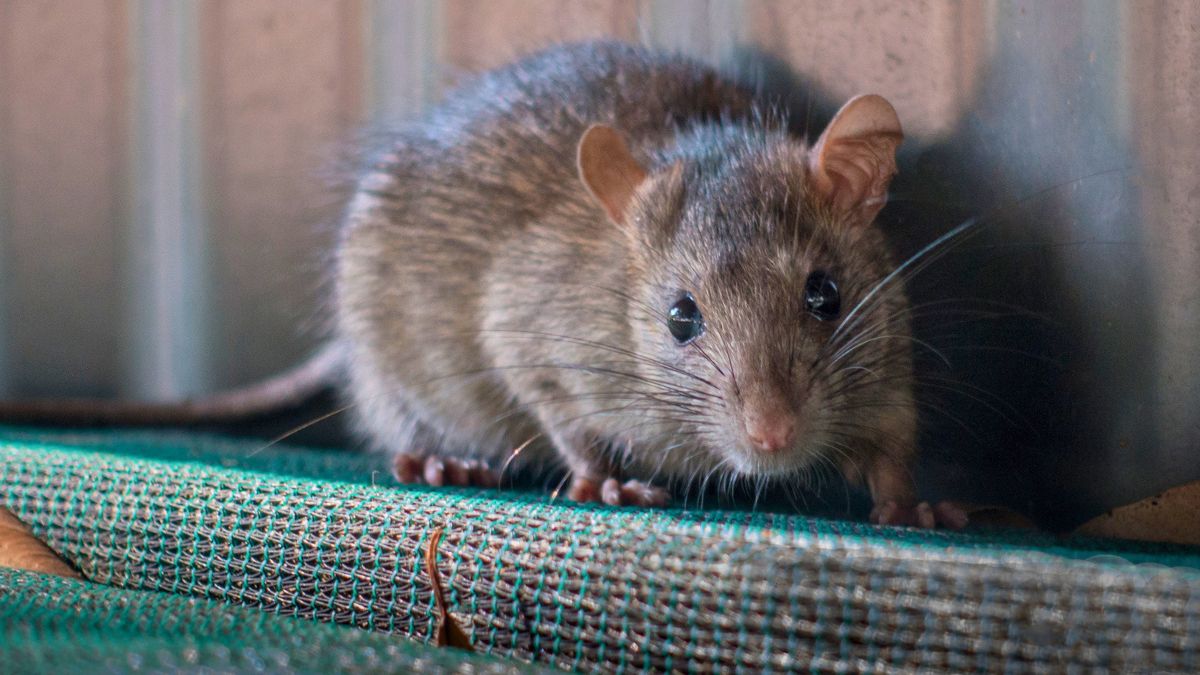 Szczur zaskoczony widokiem człowieka