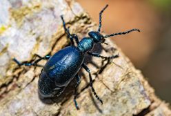 Jest bardzo groźny. Lasy Państwowe ostrzegają