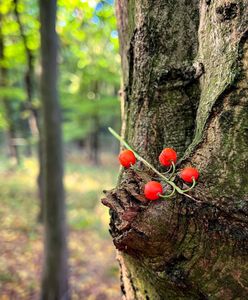Pogoda. Wrocław. 7 października - zimno, zimniej. W przyszłym tygodniu będzie jeszcze gorzej