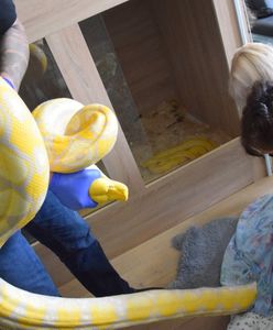 Poznań. Nielegalna amunicja i 11 węży w mieszkaniu. "Cztery metry długości"