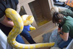 Poznań. Nielegalna amunicja i 11 węży w mieszkaniu. "Cztery metry długości"