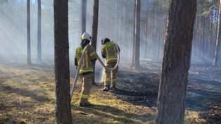 Pożar lasu w Lucinach. Do akcji gaśniczej ruszyło pięć zastępów straży pożarnej