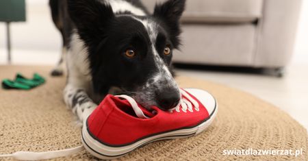 Czy border collie jest trudnym psem?