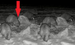 "To nie pluszak". Uczta w polskim lesie