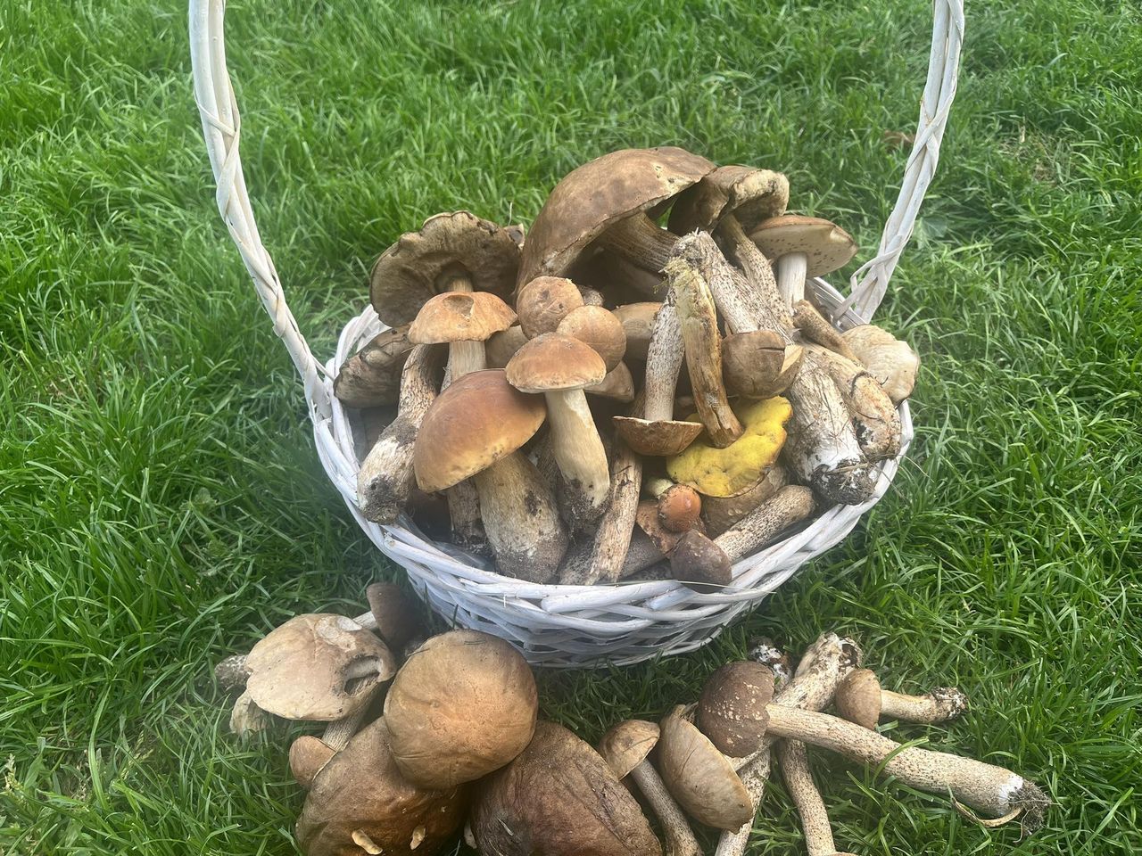 Wysyp w polskich lasach. Ekspert pewny: Nieczęsto spotykane