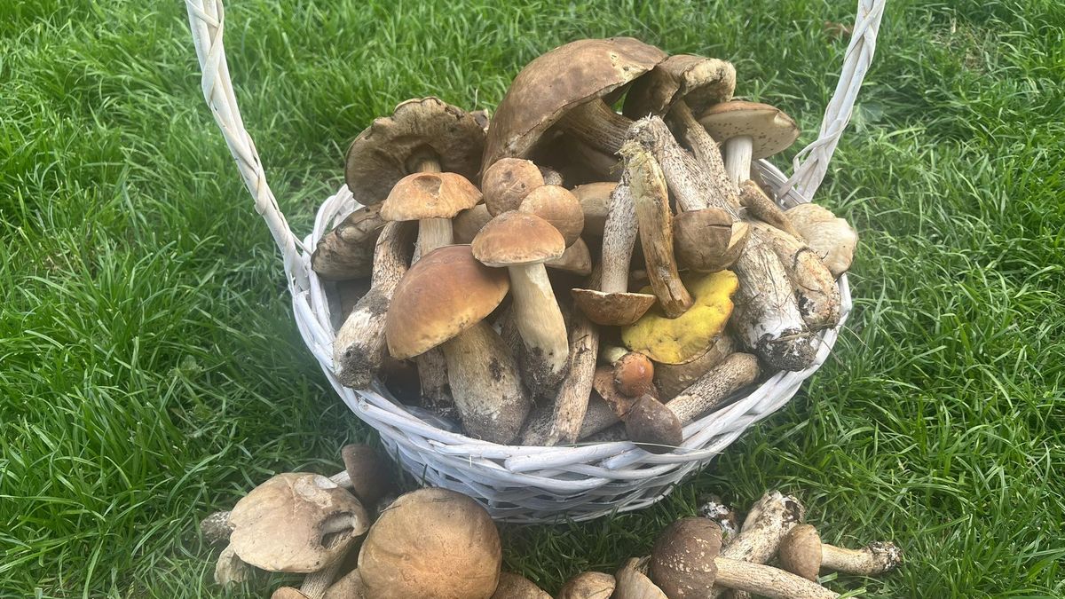 Grzyby na Podlasiu