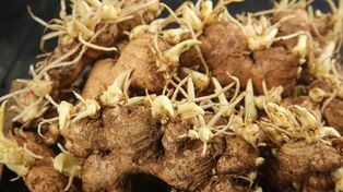 Nie wyrzucaj. Włóż do doniczki i zaczekaj na plon