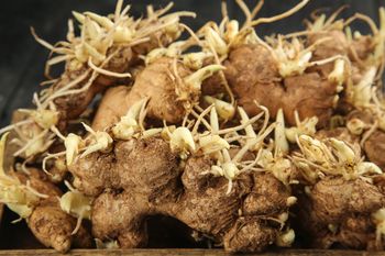 Nie wyrzucaj. Włóż do doniczki i zaczekaj na plon