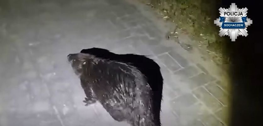 Nocna akcja policjantów. Tym razem pomocy potrzebował bóbr