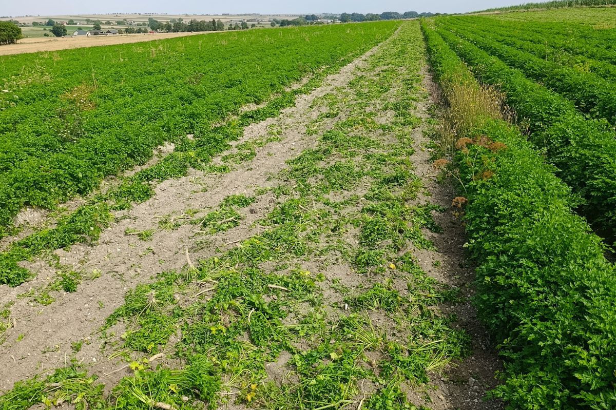 Skandal z pietruszką. Winnych brak, a plantatorzy bez wsparcia