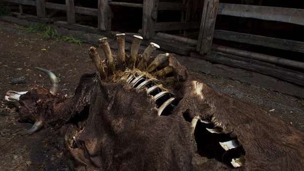 Fukushima. Jak wygląda atomowa zona w japońskim wydaniu? 1