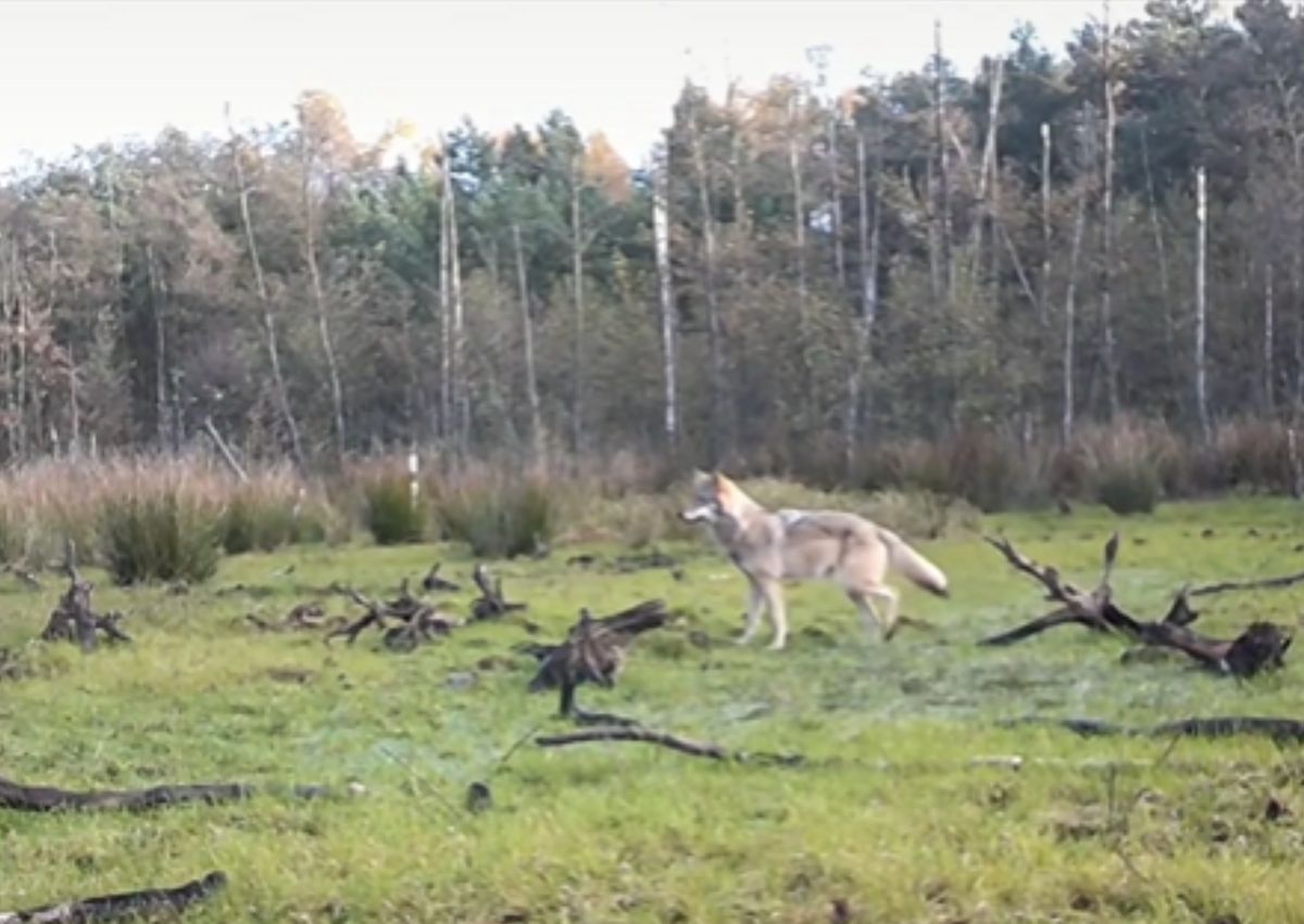 Wilki w Polsce objęte są ochroną gatunkową 