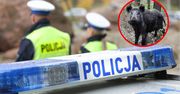 Wjechał w stado dzików. Jedna osoba ranna, trzy rozbite auta