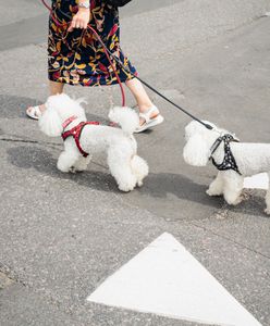 Czas skończyć z fikcją? Nadchodzą zmiany dla właścicieli psów