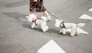 Czas skończyć z fikcją? Nadchodzą zmiany dla właścicieli psów