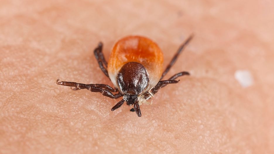 tick, pest, skin, lyme, macro, tbe, virus, white background, black, bloodsucker, borreliose, borreliosis, encephalitis, epidemic, hyalomma, insect, ixodid, pain, parasite, red, sickness, acarus, arachinoid, arachnid, arthropod, background, biology, bug, close, close up, closeup, copy space, copy-space, copyspace, detail, disease, disease carrier, extreme close-up, fauna, infectious, lusitanicum, medical, medicine, parasitic, small, sucker, unhygienic, white, wilderness