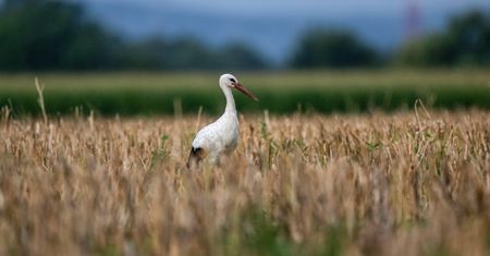 Czas bocianich sejmików. Już się gromadzą, a to zły znak