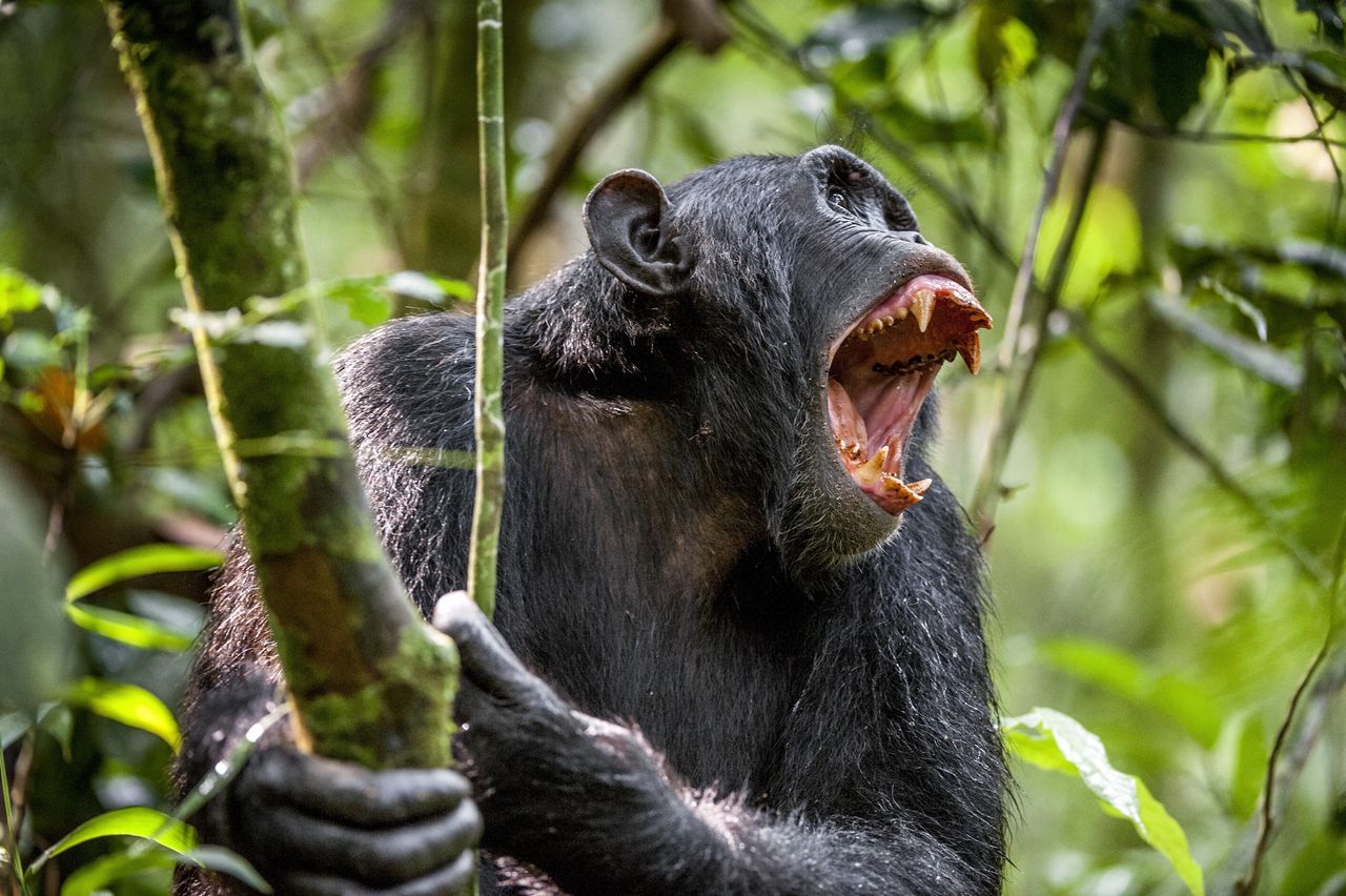 Chimpanzees and their war tactics