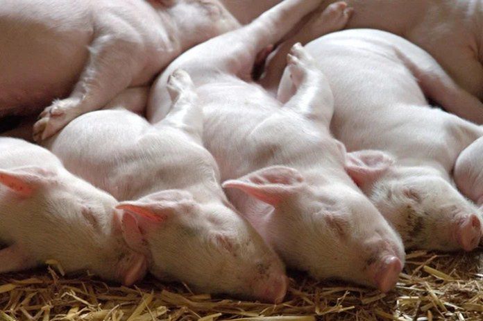 Rząd podniesie stawki na utylizację padłych zwierząt