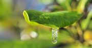 Często pojawiają się na liściach. Oto co oznaczają krople na roślinach
